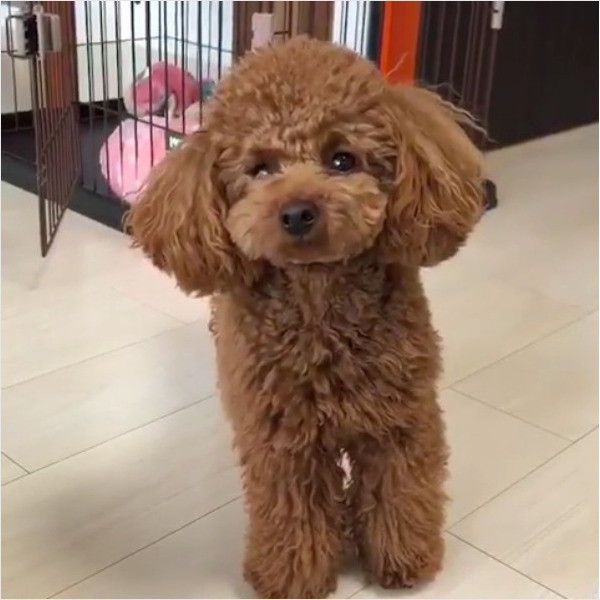 トイ・プードル