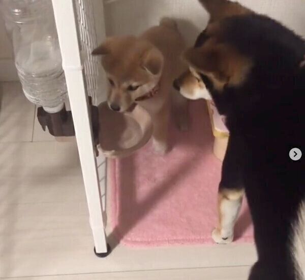 ごまちゃん用の水を飲むつくねちゃん