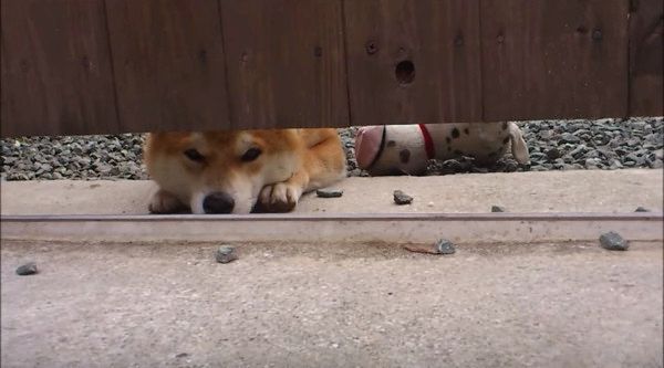 じーっとこちらを見つめるワンコ