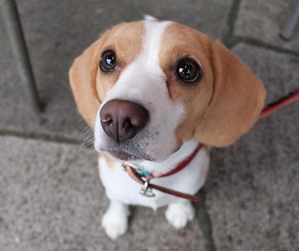 見上げるビーグル