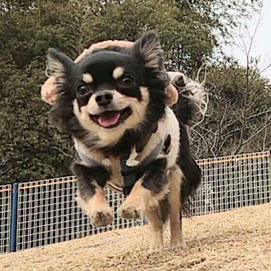 チワワの快くん