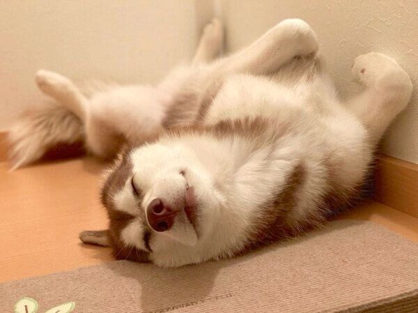 ヘソ天するカルアちゃん