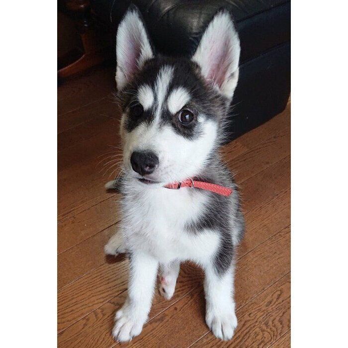 生後2カ月のロイくん