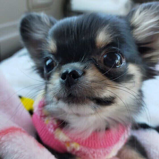 梅雨に多い犬の病気①膿皮症 いぬのきもち