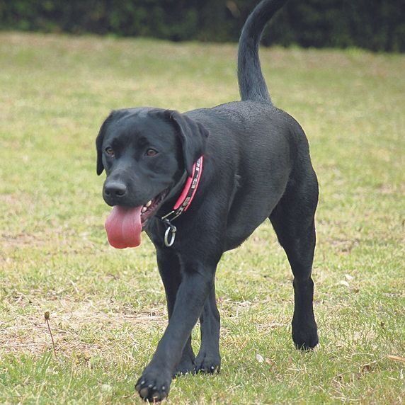 ２才くらいのときのオッティーちゃん。ドッグランで思いきり走り回って筋力も充分つけていました
