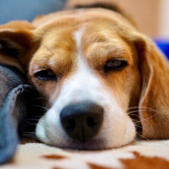 ノミが原因となる犬の病気4つ いぬのきもち