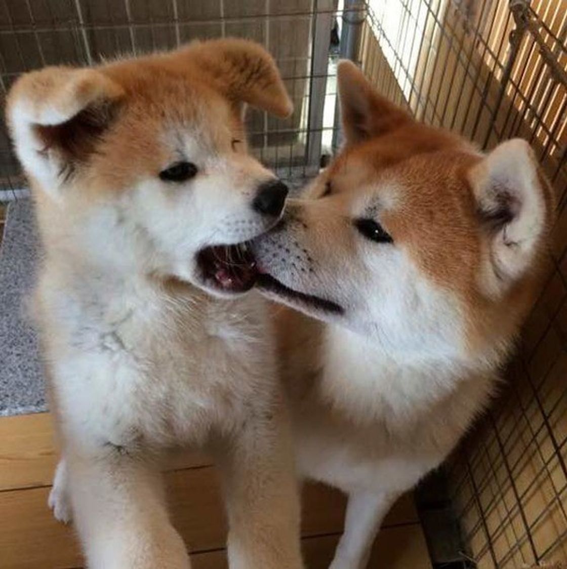 獣医師が解説 秋田犬の平均寿命は 長生きのためにできること いぬのきもちweb Magazine 獣医師が解説 秋田犬の平均寿命は 長生きのためにできること いぬのきもちweb Magazine