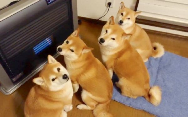 ストーブの前で暖まるくるみちゃん、れんくん、ゆずちゃん、すずちゃん