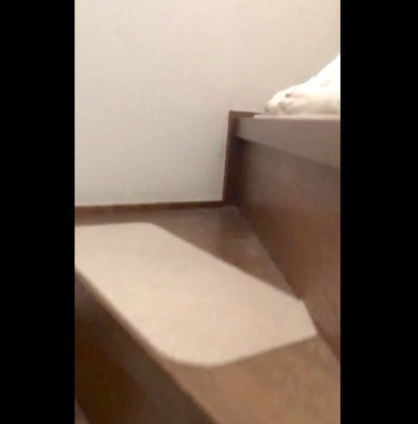 階段で寝ているムギちゃん