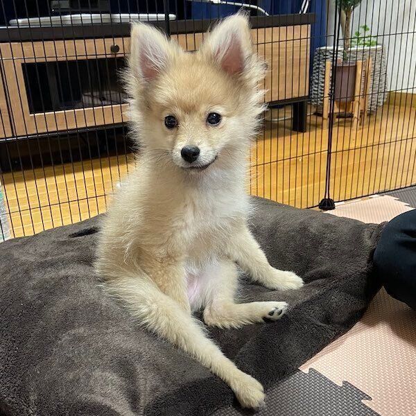 おすわりするはちみつちゃん