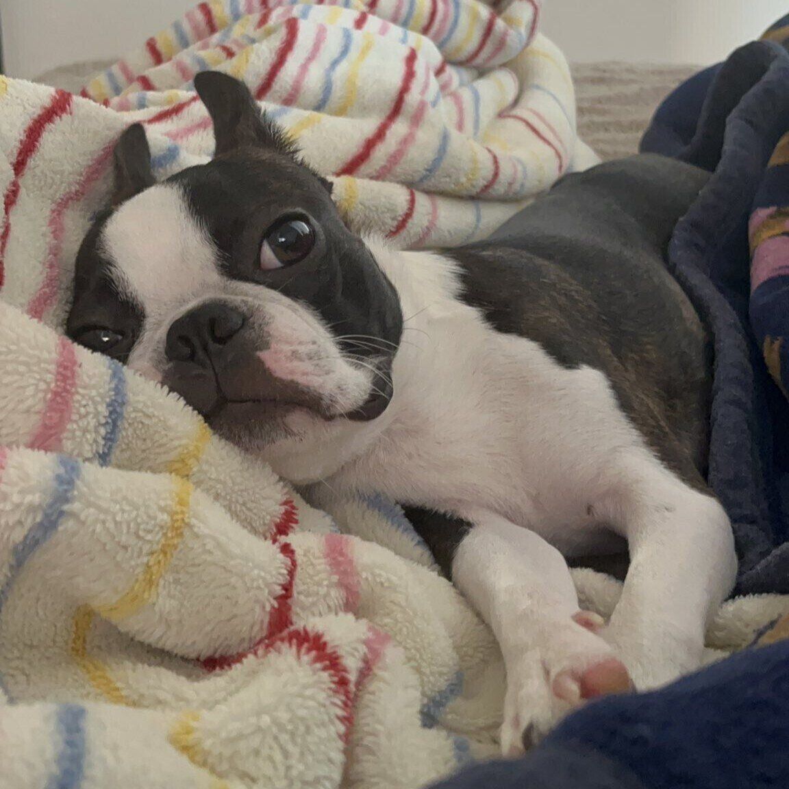 甘えたような表情を見せるチャビィくん