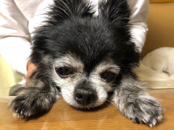 シニア犬のチワワちゃん