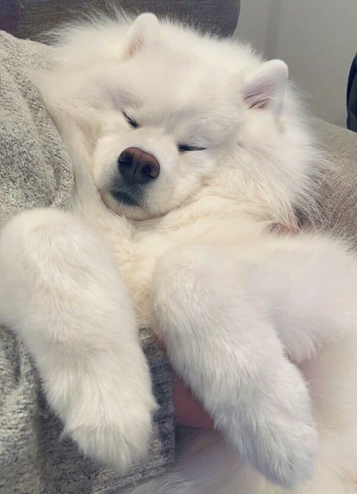 ぐっすり眠っている? 2才8カ月のときに撮影された琥珀くんの様子
