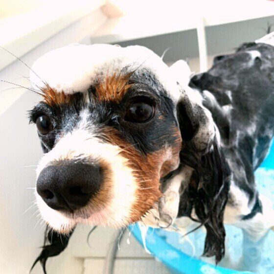 キャバリアのアーサーちゃん