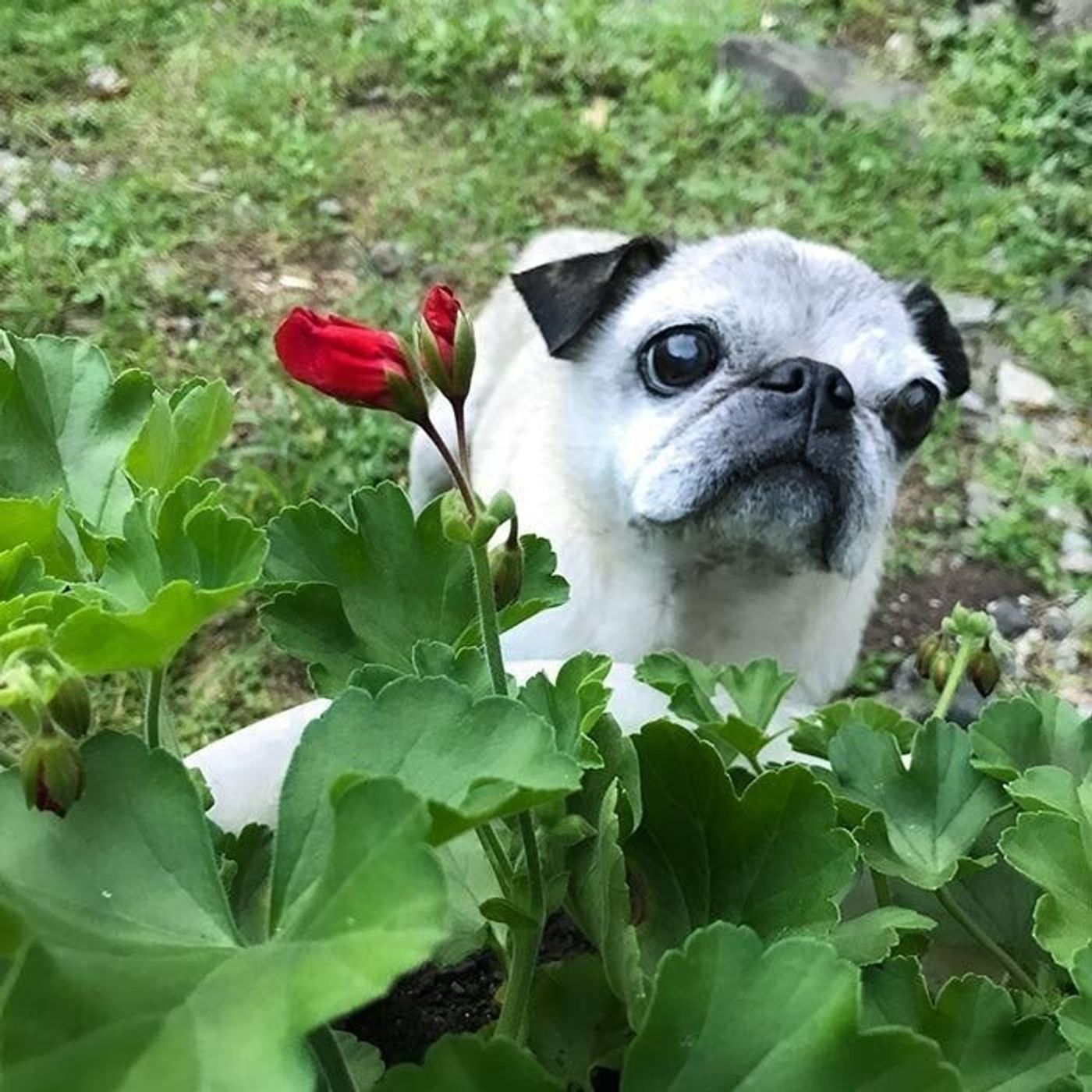 夏になると子ども時代に戻りたくなる でも今もめーのおかげで毎日が楽しいです 連載 パグ犬 めー Vol 116 いぬのきもちweb Magazine 夏になると子ども時代に戻りたくなる でも今もめーのおかげで毎日が楽しいです 連載 パグ犬 めー Vol 116 いぬのきもちweb Magazine