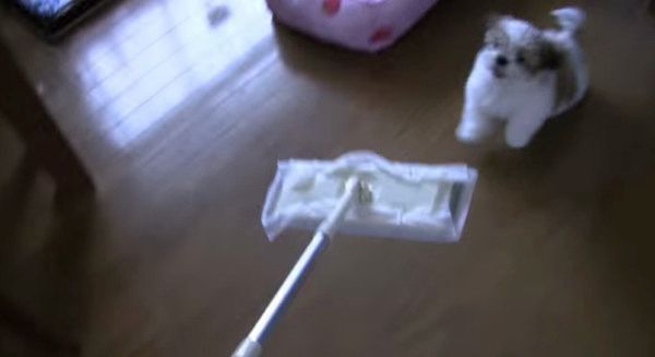 遊びたいシー・ズー