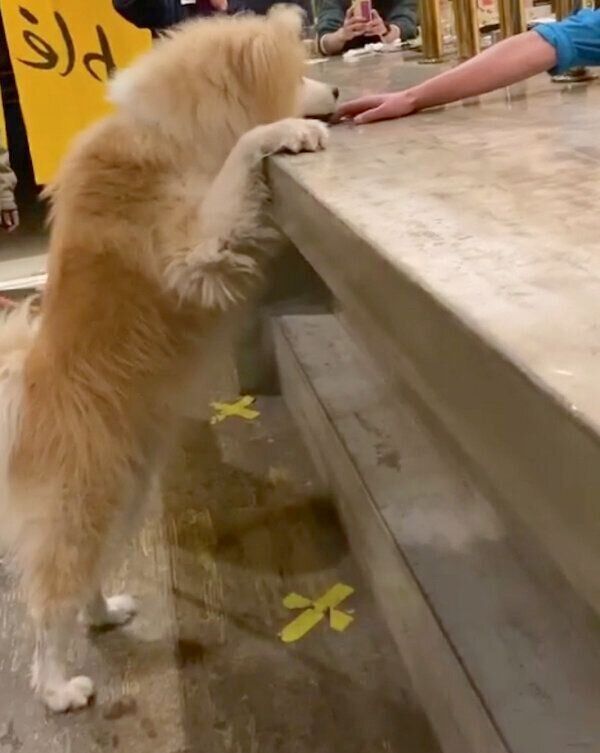 「いらっしゃいませ～」をするボブくん