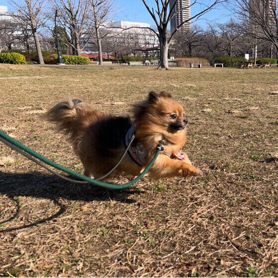ポメラニアンのハルちゃん