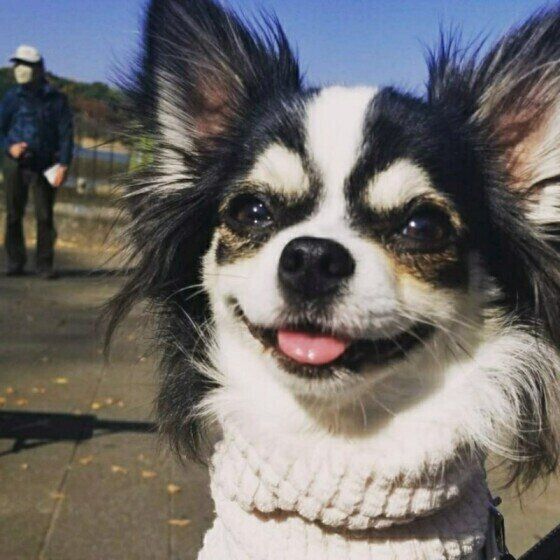 散歩するチワワ