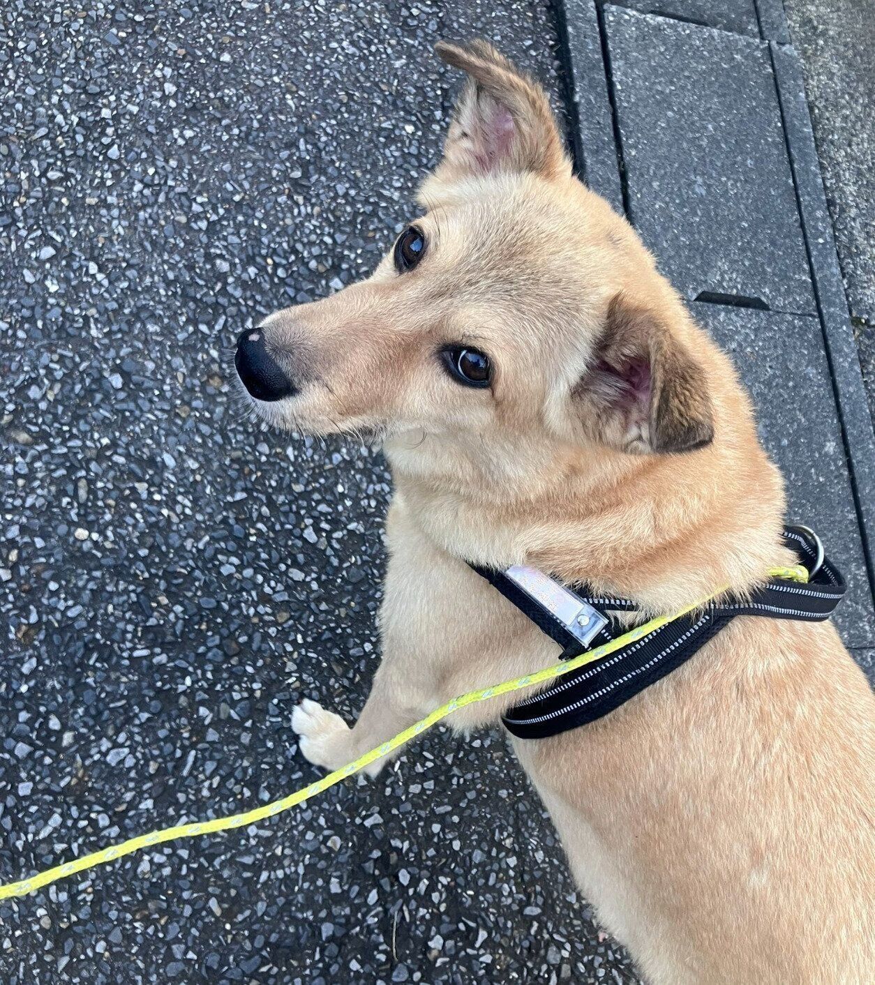 おやつをねだるてんくん。