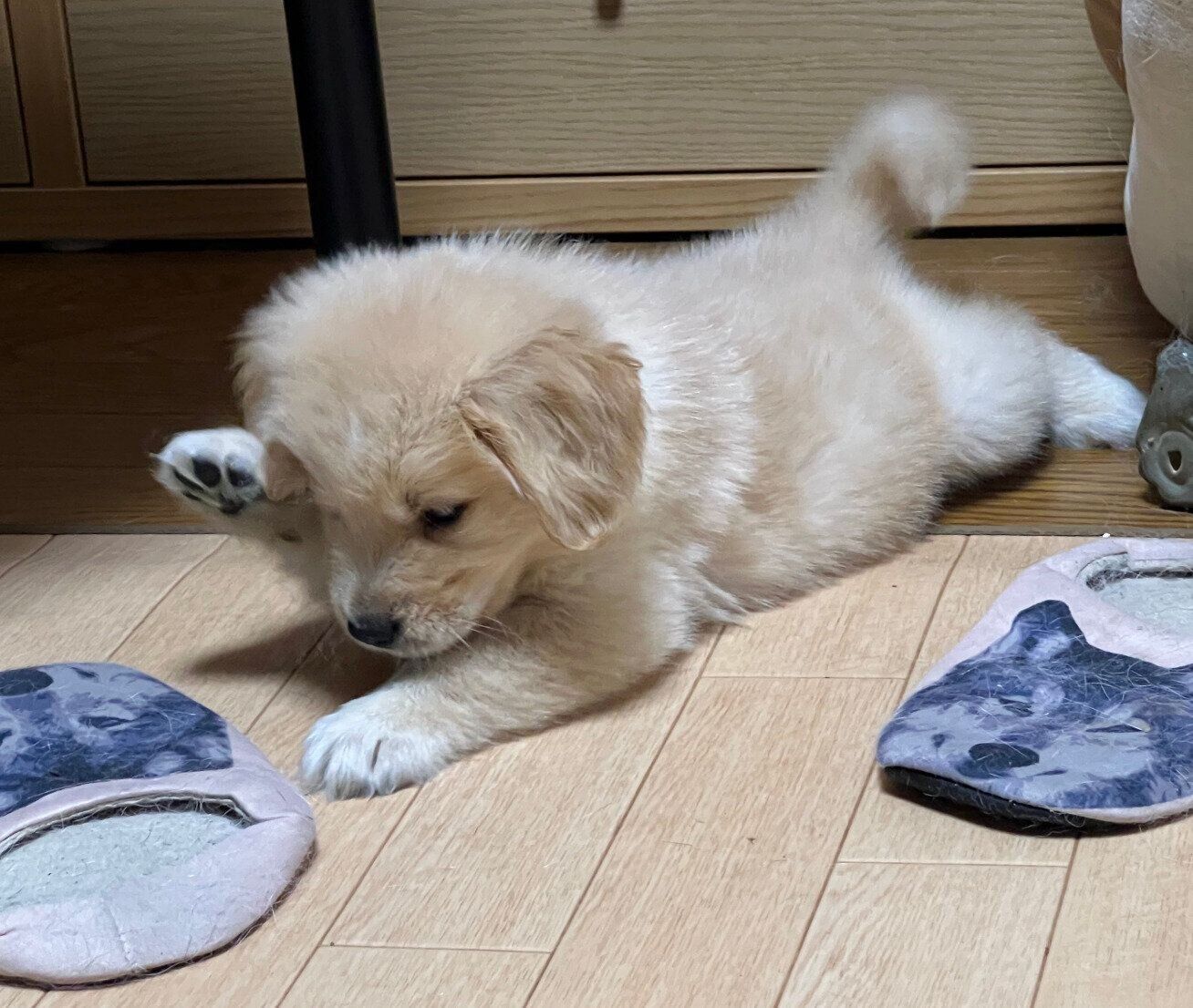 お迎えして数日後のクローブくん