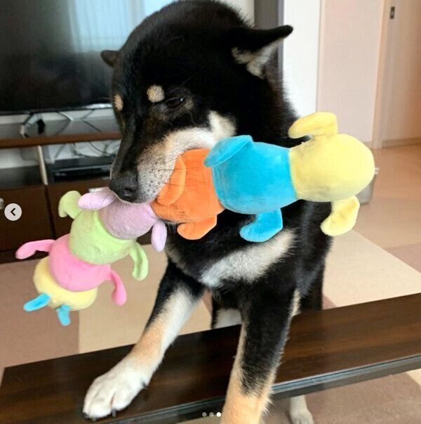 お出迎えするこてつくん