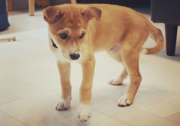 立ち上がる子犬