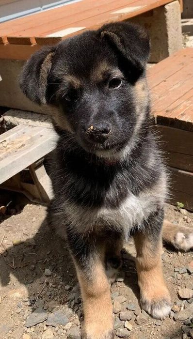 生後推定3カ月頃の犬