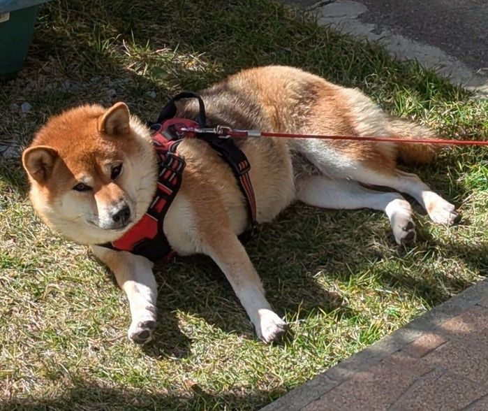 芝生の上で寝転がるののちゃん