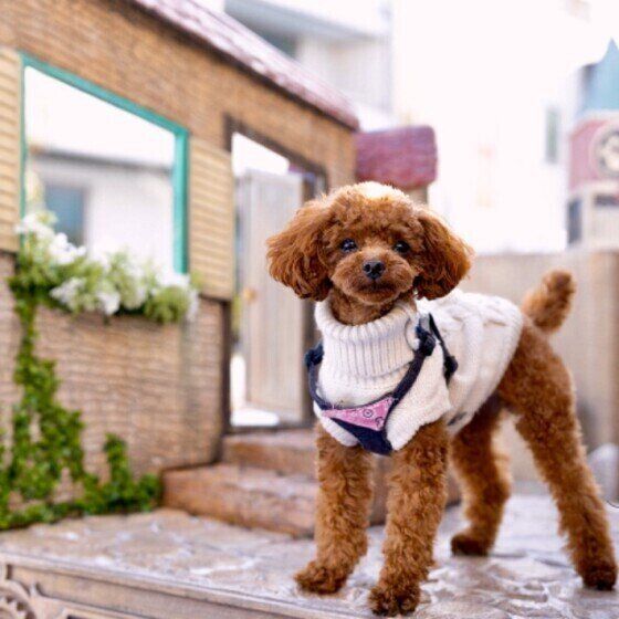 春は犬のホルモンが乱れやすい季節！バランスを整える方法とは？ いぬのきもち