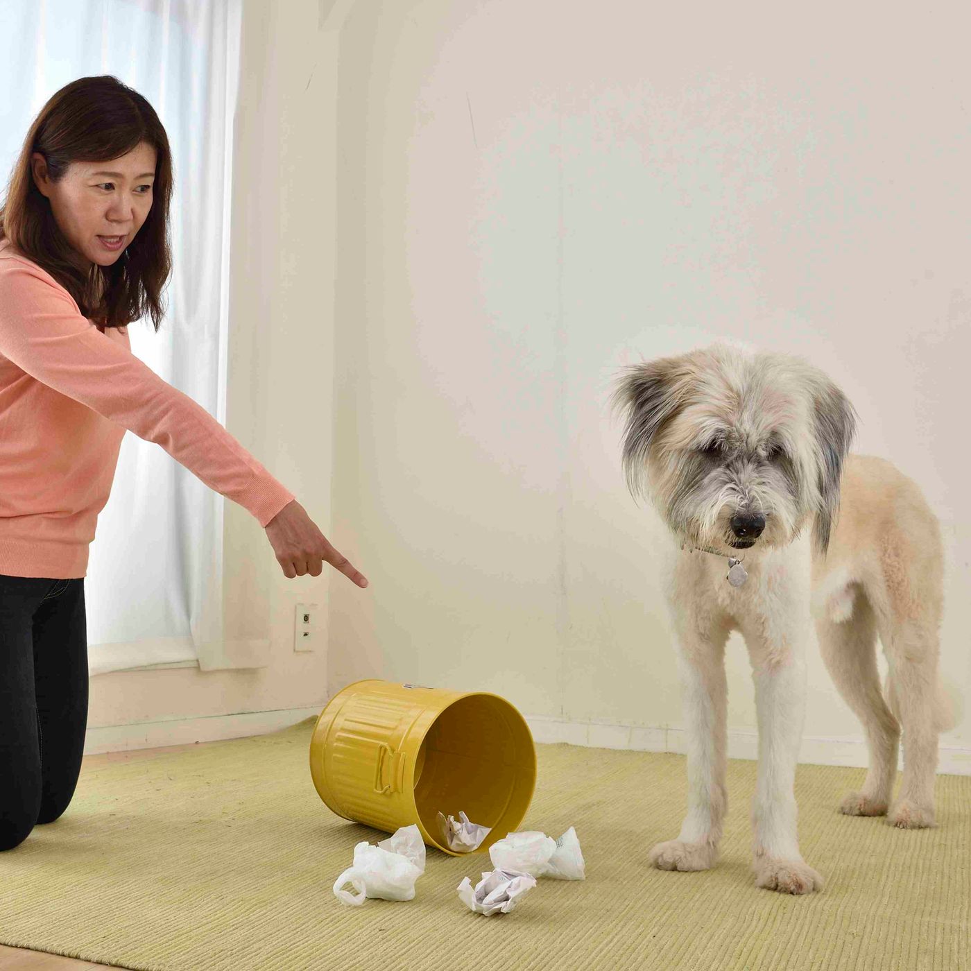 罪と罰 犬にも罰を与えたほうがいいのか いぬのきもちweb Magazine 罪と罰 犬にも罰を与えたほうがいいのか いぬのきもちweb Magazine