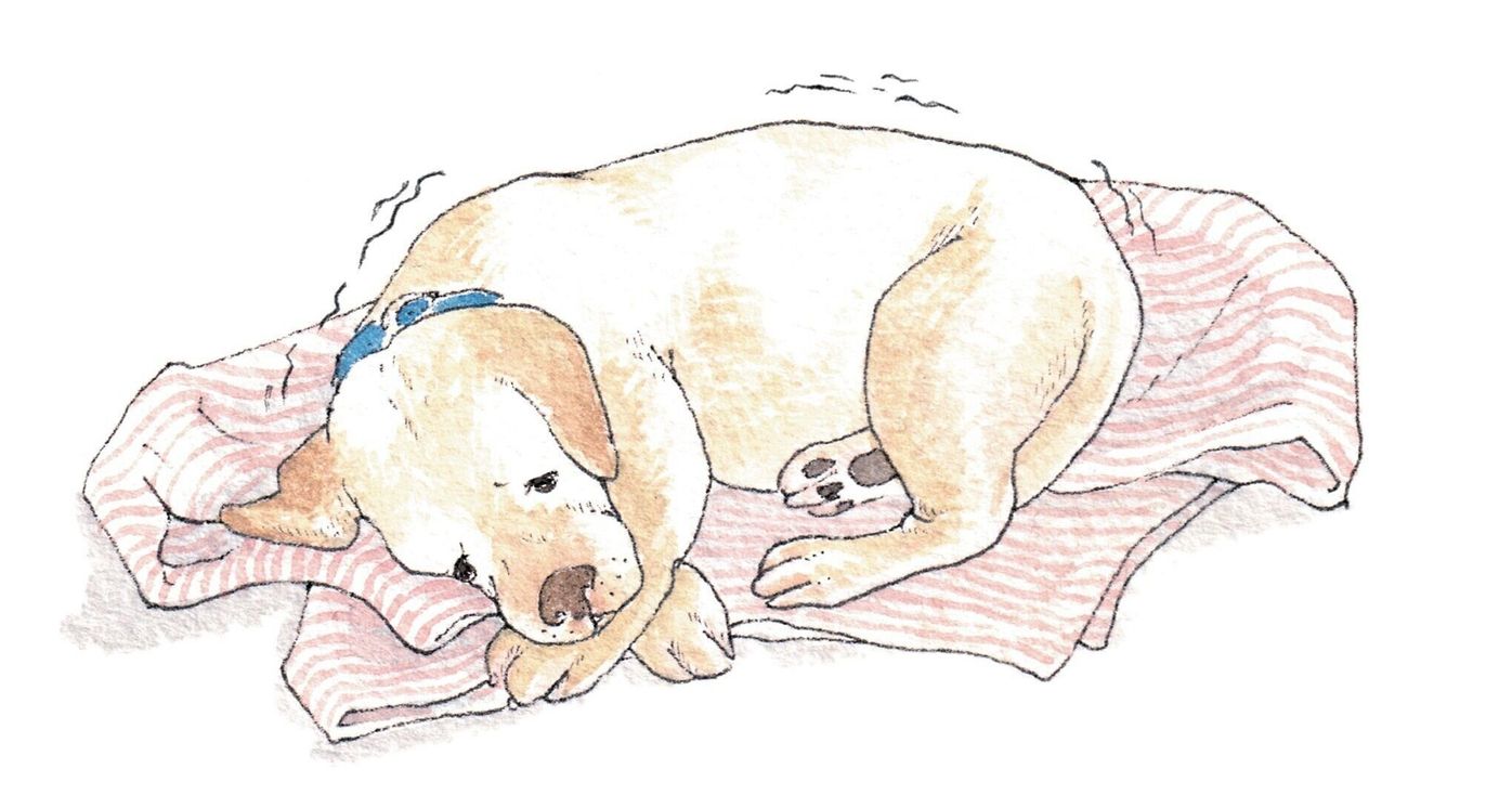 犬が 突然 下痢や嘔吐をした 犬の 急性胃腸炎 原因や受診の目安は いぬのきもちweb Magazine 犬が 突然 下痢や嘔吐をした 犬の 急性胃腸炎 原因や受診の目安は いぬのきもちweb Magazine