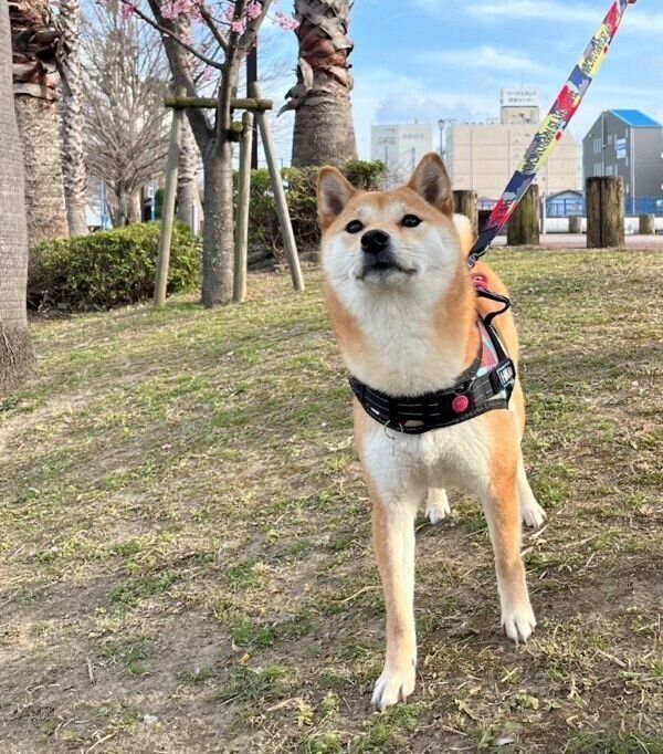 お散歩をするひなちゃん