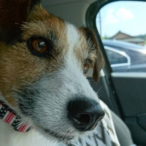 愛犬とドライブ