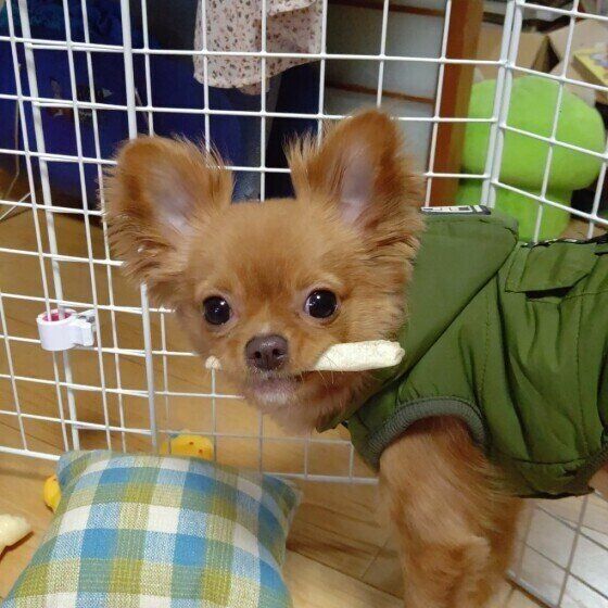 見つめるチワワ