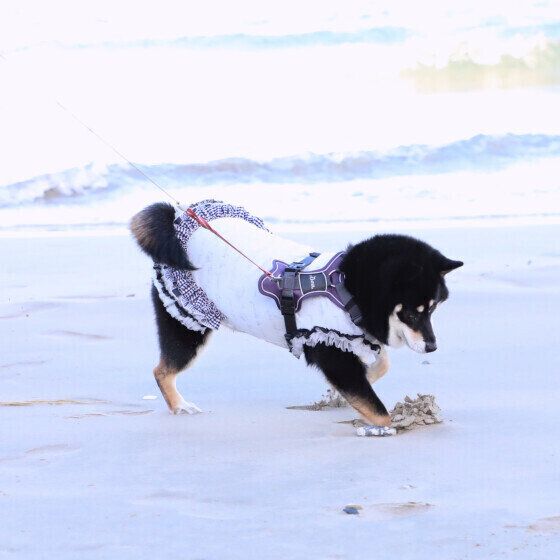 犬が穴を掘る理由とは？ 犬のほりほり対処法 柴犬 いぬのきもち