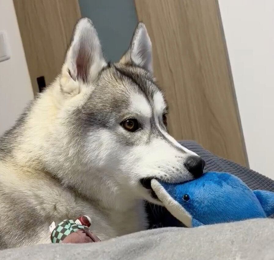 ぬいぐるみで遊ぶグレイくん