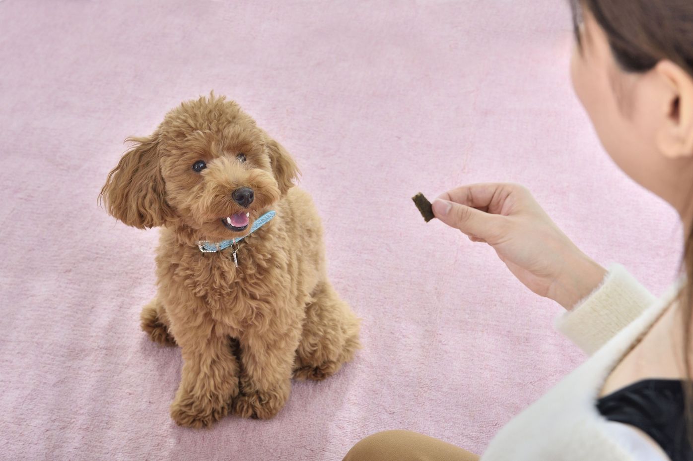 犬の 番犬 しつけはもう時代遅れ 最新科学にもとづいた 現代 のしつけと その未来 いぬのきもちweb Magazine 犬の 番犬 しつけはもう時代遅れ 最新科学にもとづいた 現代 のしつけと その未来 いぬのきもちweb Magazine