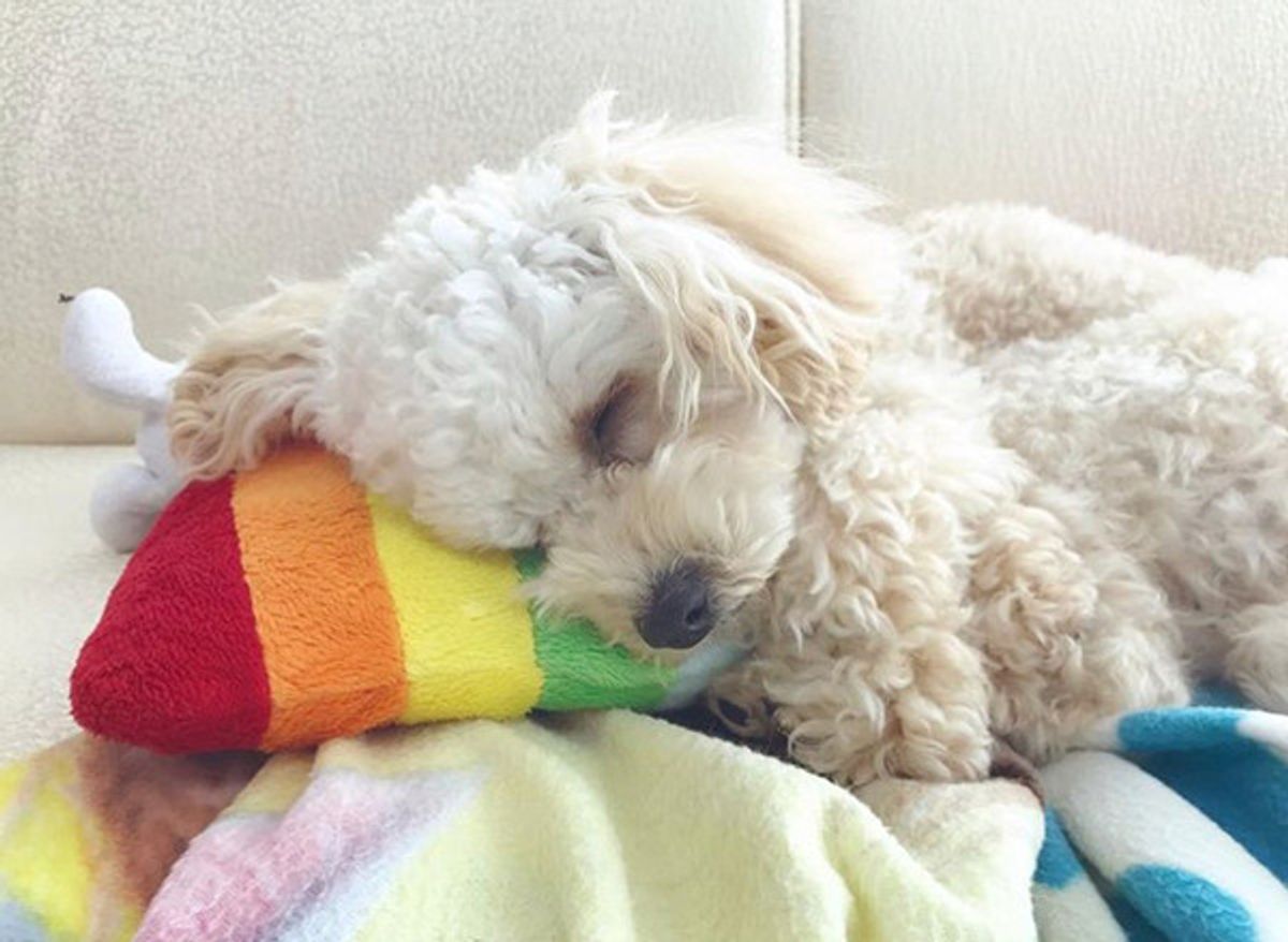 趣向別のおすすめ犬種ランキング アナタにピッタリなのはどんな犬 いぬのきもちweb Magazine 趣向別のおすすめ犬種ランキング アナタにピッタリなのはどんな犬 いぬのきもちweb Magazine