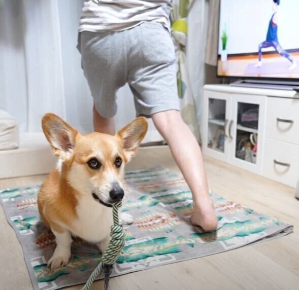 遊びたいコーギー