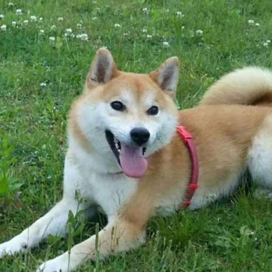 お散歩を楽しむ柴犬