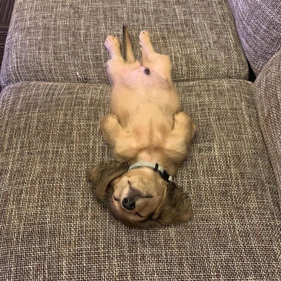 ヘソ天するテンくん