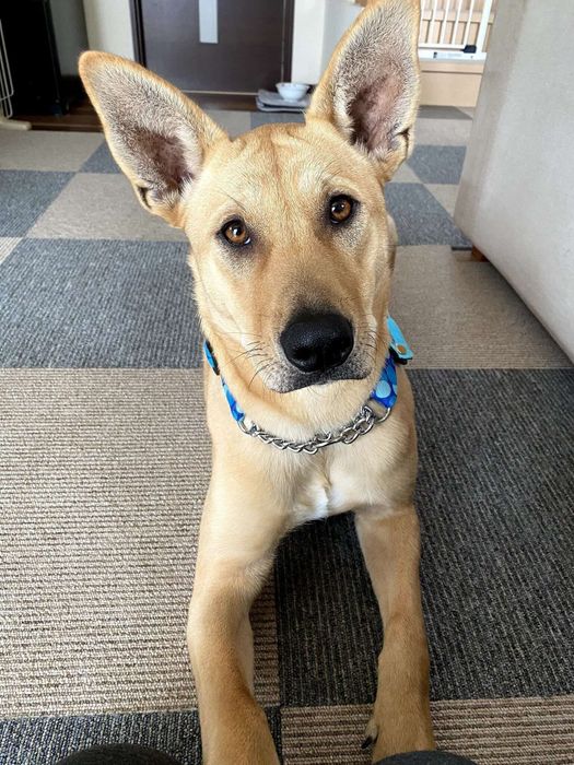 お迎え当初の犬 生後8カ月頃