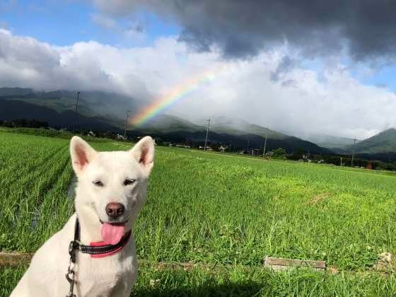 虹とわんこ