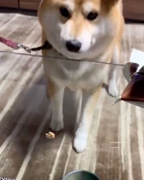 ガラステーブルに気づいたたろくん