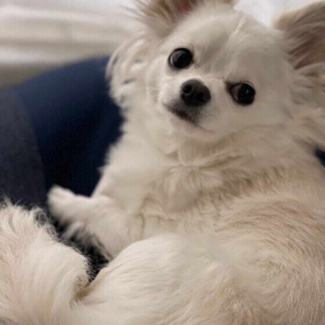 自分のおならに驚くことも 犬がおならをする原因や対処法とは いぬのきもちweb Magazine 自分のおならに驚くことも 犬がおならをする原因や対処法とは いぬのきもちweb Magazine