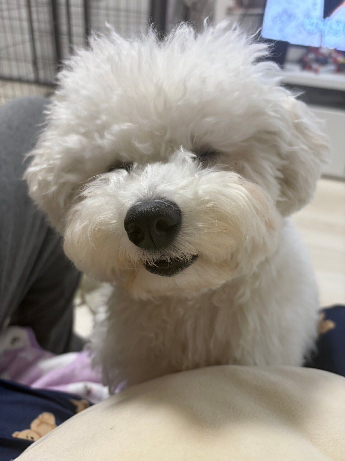 にこやかな表情を見せるビションフリーゼ