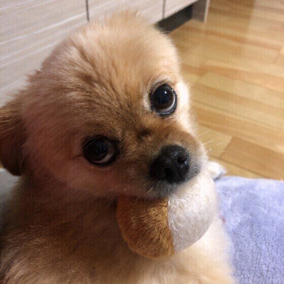 ボールを咥えるモカちゃん（Ｍｉｘ）