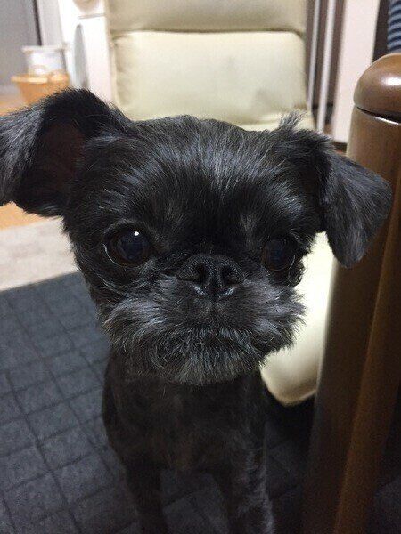 あんみつちゃん