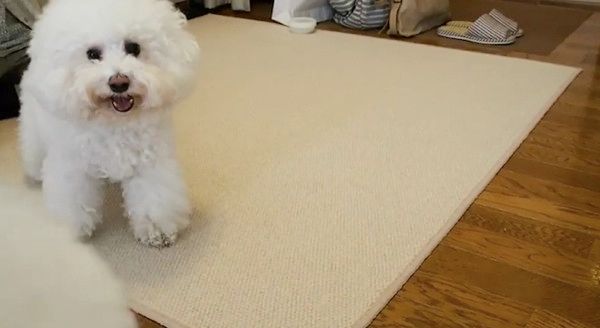 見つめるビション・フリーゼ